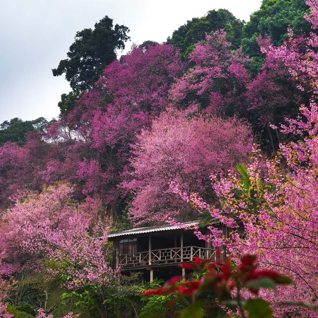 Mộng Đào Nguyên Đà Lạt 